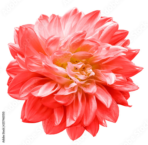 red flower  dahlia on white isolated background with clipping path.  Closeup. For design. Nature.