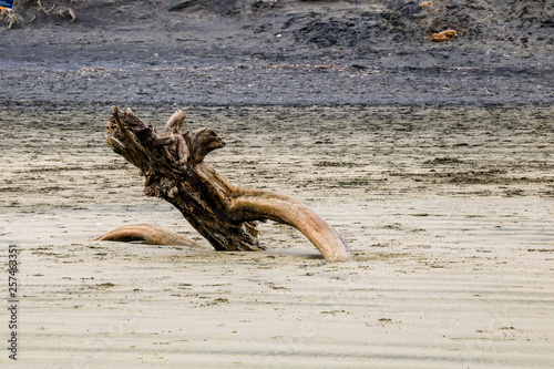 Shoreline around Murawai Beach, Auckland, New Zealand photo