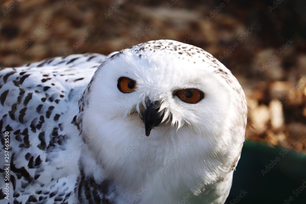 Obraz premium Snow owl