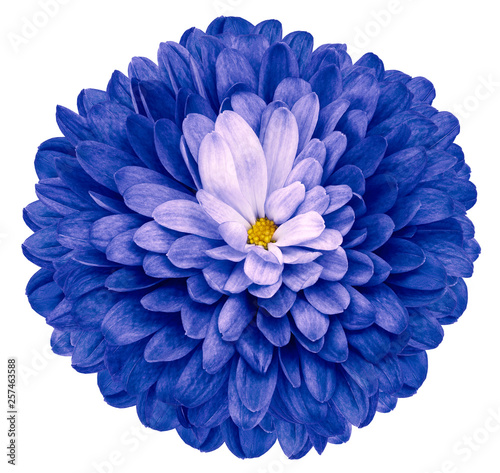 blue  flower  chrysanthemum on white isolated background with clipping path  no shadows. Closeup.  Nature.