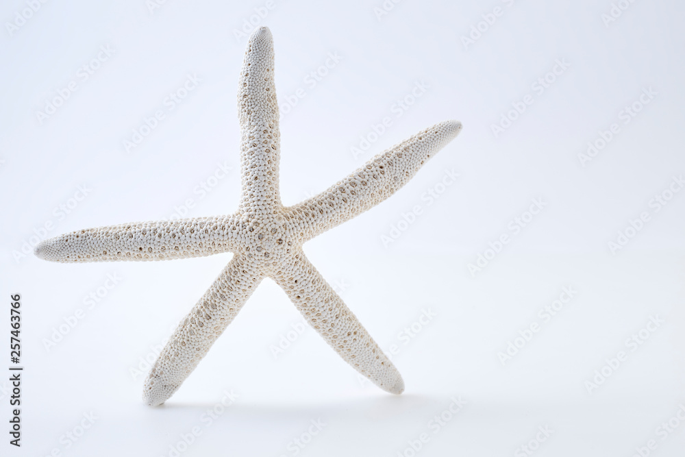 White starfish on white background White starfish on white background