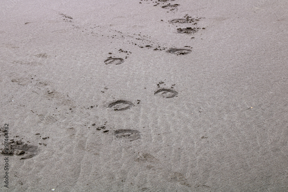 Tracks in the sand on Murawai Beach, Auckland, New Zealand Tracks in the sand on Murawai Beach, Auckland, New Zealand