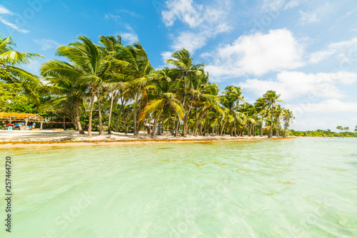 Turquoise water and palm trees in Bois Jolan beach in Guadeloupe