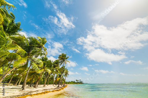 Fototapeta Naklejka Na Ścianę i Meble -  Palm trees by the sea in Bois Jolan beach in Guadeloupe