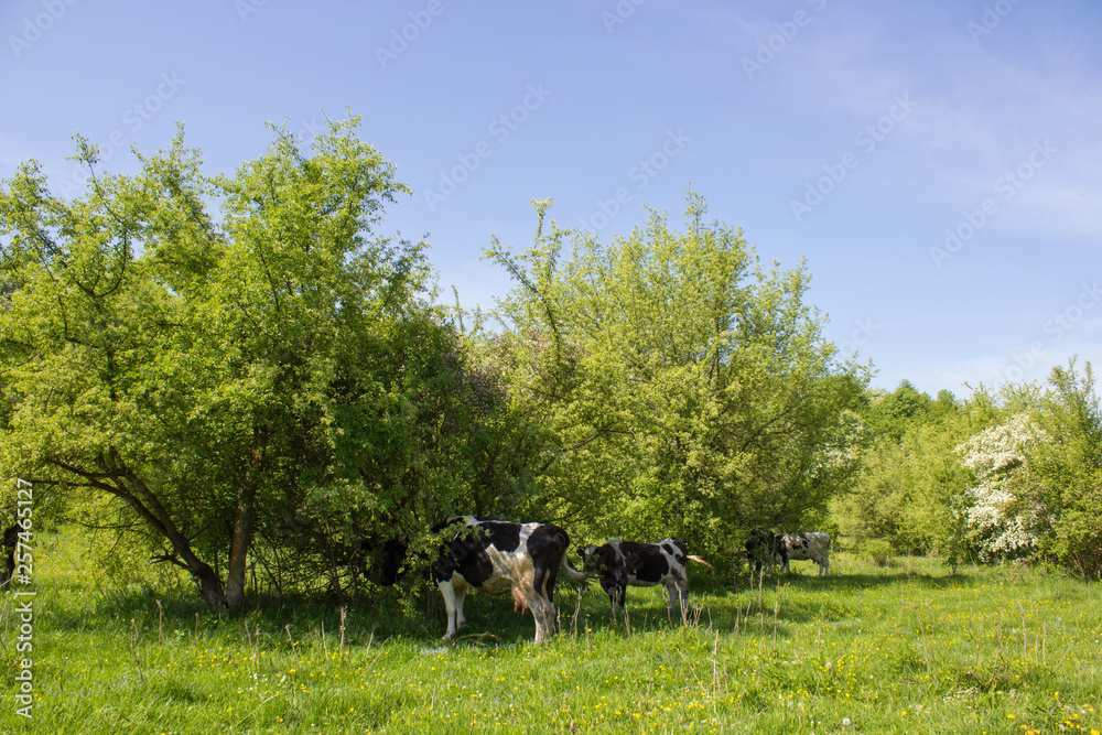 cows are hiding from the heat,The landscape of a cow under a tree is on a hot summer day cows are hiding from the heat,The landscape of a cow under a tree is on a hot summer day