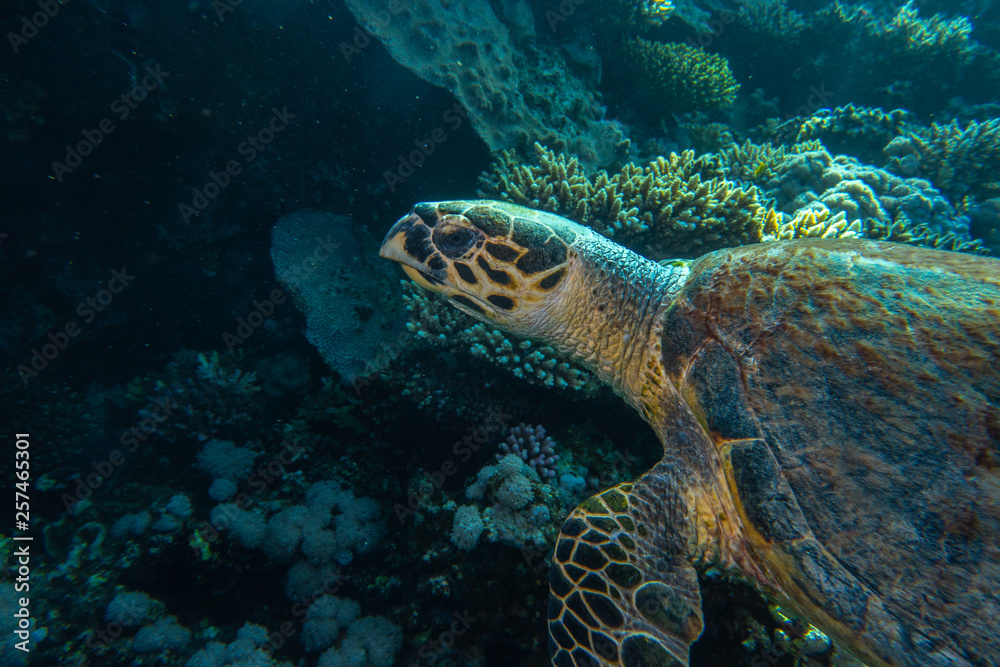 Fototapeta premium Hawksbill sea turtle in the Red Sea, dahab, blue lagoon sinai