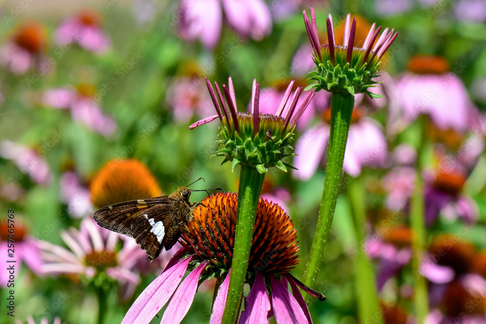 Photography Silver Spotted Skipper on Echinacea