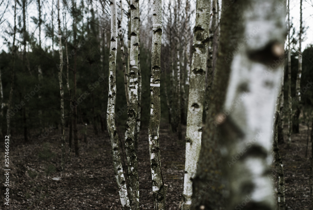 Young birch trees in the midle of the forest, between fields and meadows. Young birch trees in the midle of the forest, between fields and meadows.