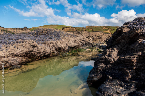 Mussels on rocks, Godrevy beach, Cornwall