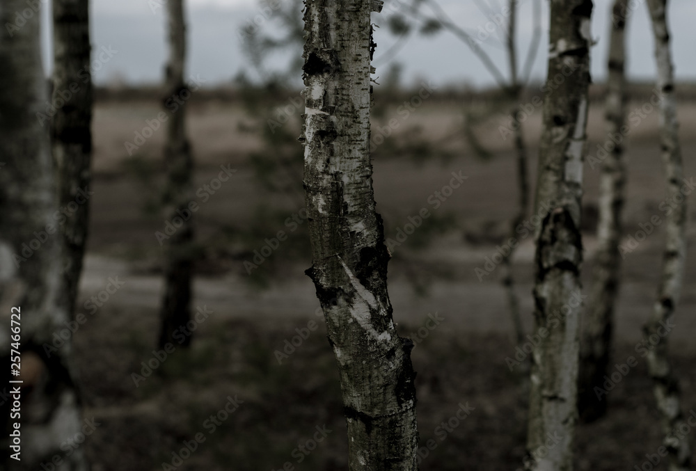 Young birch trees in the midle of the forest, between fields and meadows. Young birch trees in the midle of the forest, between fields and meadows.