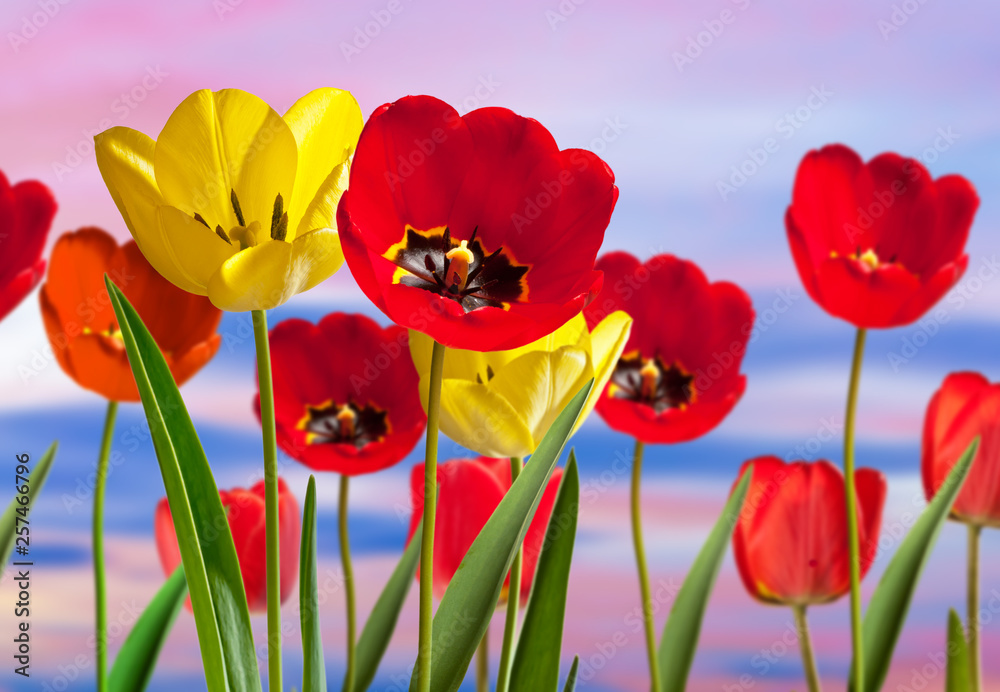 Obraz premium Red and yellow tulips in the garden