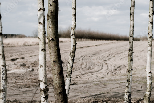 Young birch trees in the midle of the forest, between fields and meadows.
