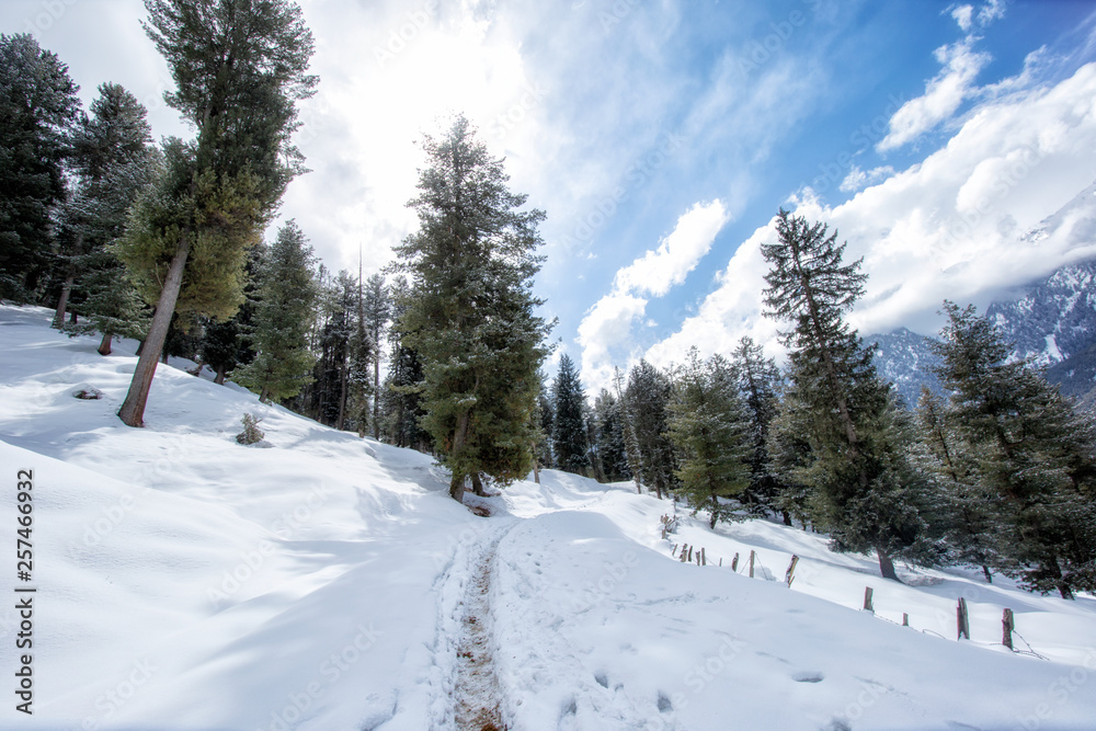 Pine trees in the mountains covered with snow and white in the winter Pine trees in the mountains covered with snow and white in the winter