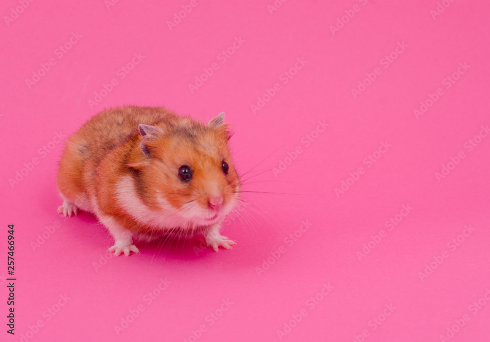 Cute funny Syrian hamster on a pastel pink background (copy space on the  right) Stock Photo | Adobe Stock