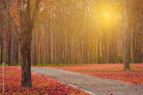 Autumn nature in the forest background with small road through in the place with sunrist. photo