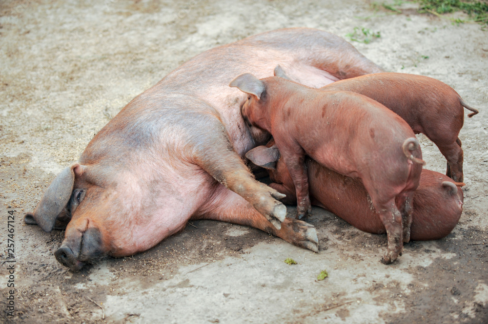 Large red pig of Duroc breed feeds piglets. Concept of happy motherhood in animals. Swine farm Large red pig of Duroc breed feeds piglets. Concept of happy motherhood in animals. Swine farm