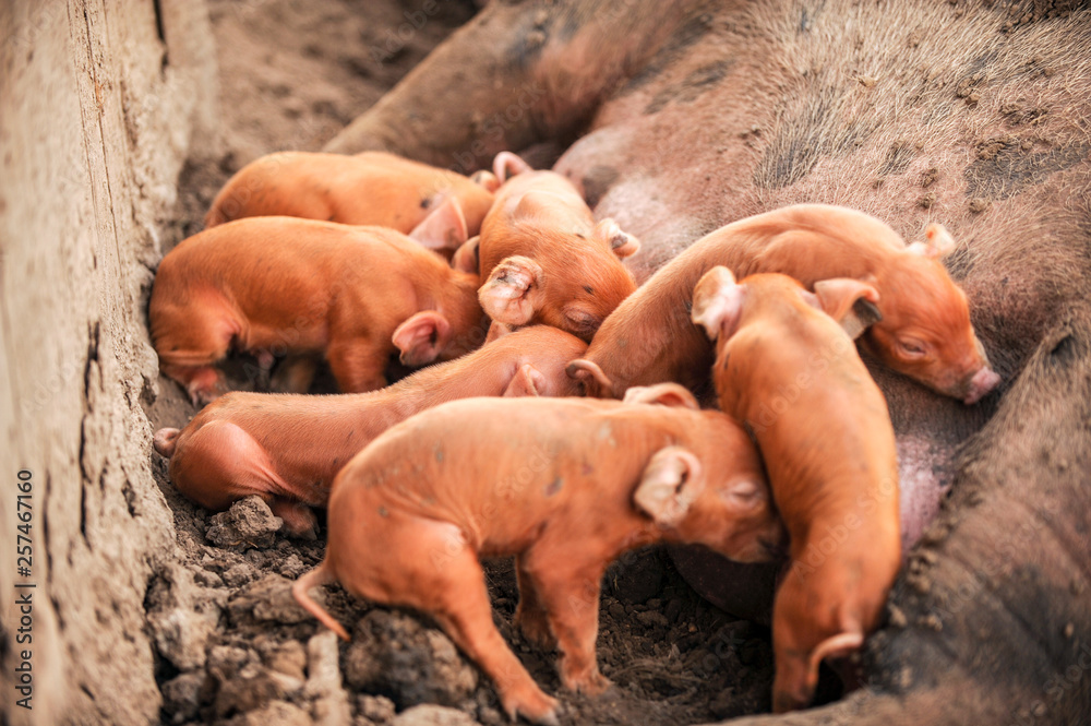 Large red pig of Duroc breed feeds piglets. Concept of happy motherhood in animals. Swine farm Large red pig of Duroc breed feeds piglets. Concept of happy motherhood in animals. Swine farm