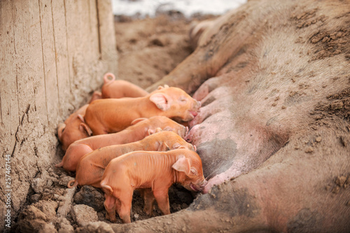 Large red pig of Duroc breed feeds piglets. Concept of happy motherhood in animals. Swine farm