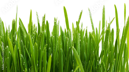 Closeup green grass. Abstract nature background.