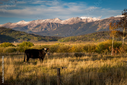 Wallpaper Mural cows on pasture Torontodigital.ca