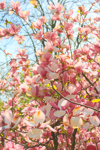 delicate pink blooming magnolias