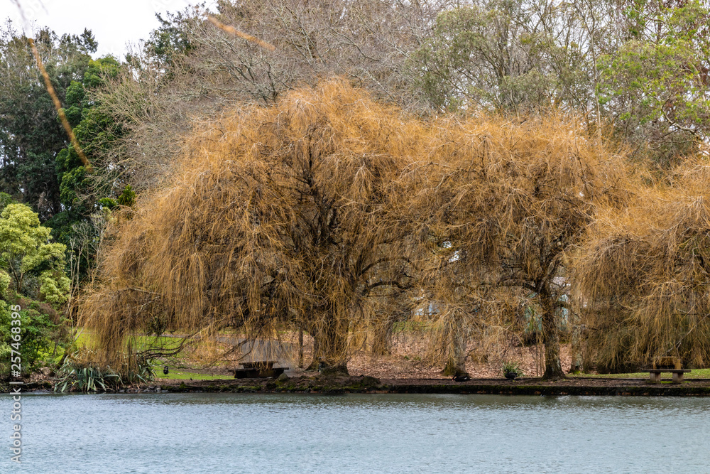 Willows in their fall colours, Western Springs Pond, Auckland, New Zealand Willows in their fall colours, Western Springs Pond, Auckland, New Zealand