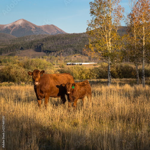 Wallpaper Mural cows on a pasture Torontodigital.ca