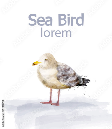 Seabird vector watercolor. cute bird isolated on white illustration