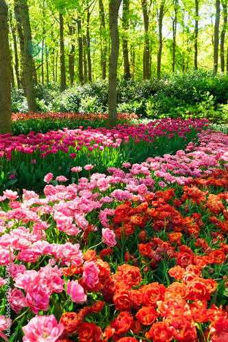 Fototapeta Naklejka Na Ścianę i Meble -  Rows of tulip flowers