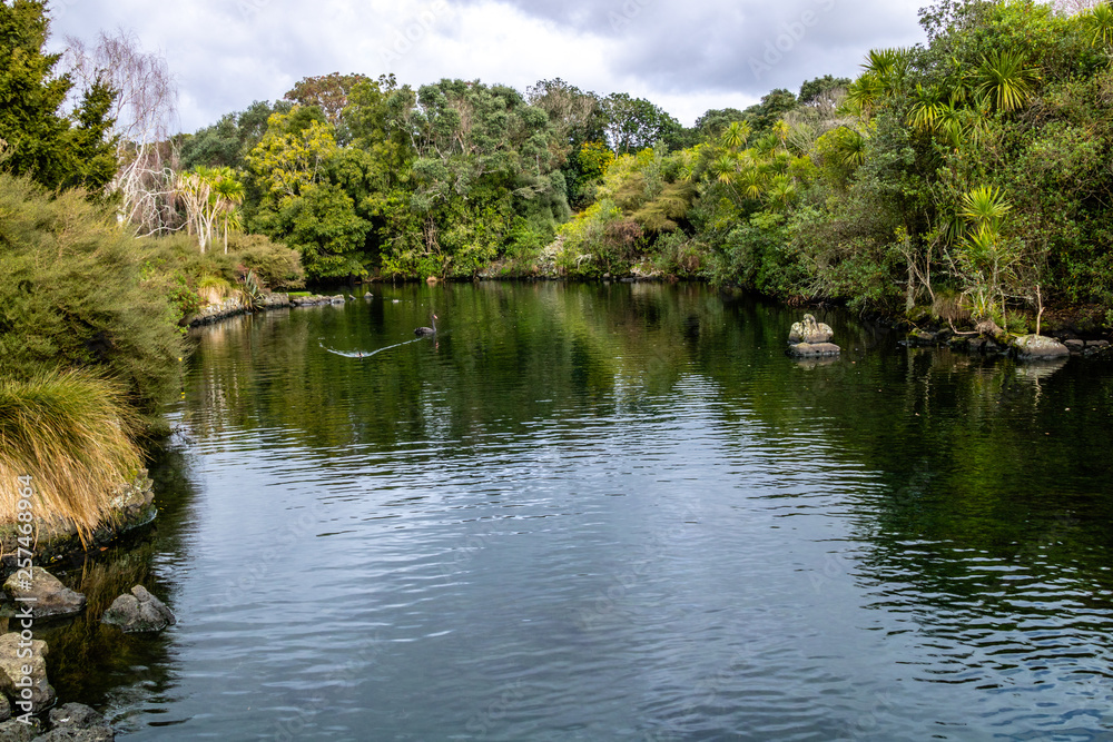 Western Springs Pond is home to many species of ducks and waterfowl, , Auckland, New Zealand