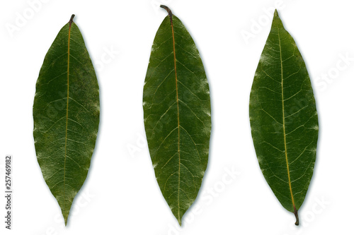 laurel bay leafs  on white background