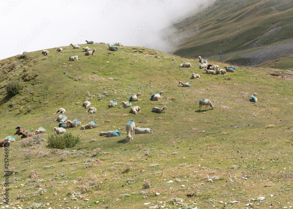 Col du Tourmal  troupeau de  moutons en été