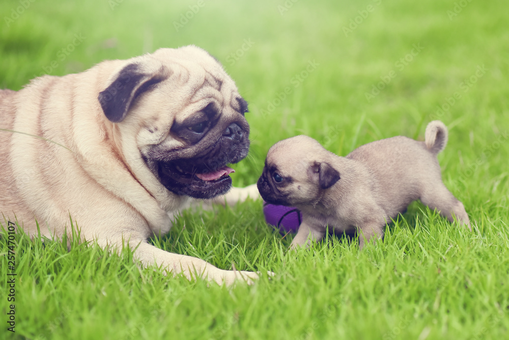 Cute puppy brown Pug playing with their mother in green lawn