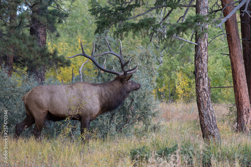 elk in forest