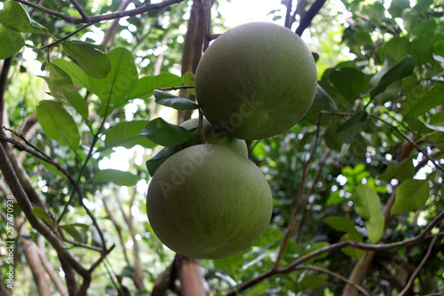 Pomelo  ripening fruits of the pomelo  natural citrus fruit  green pomelo hanging on branch of the tree on background of green leaves