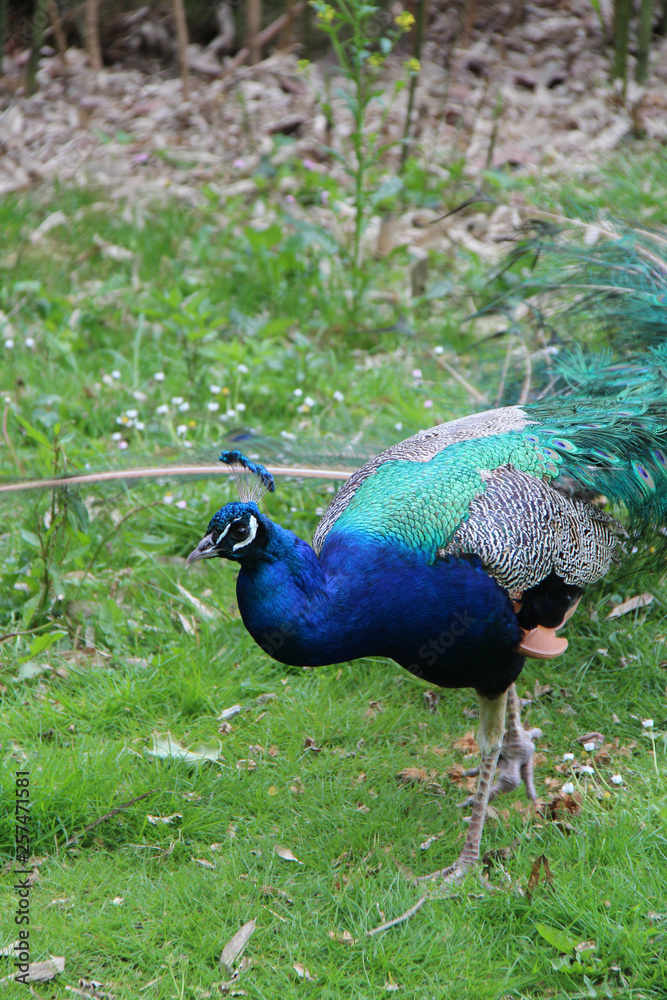 Fototapeta premium Peacock 
