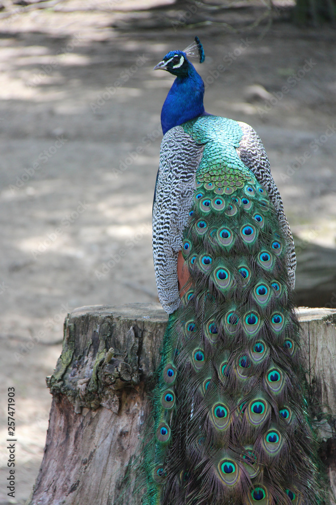 Obraz premium Peacock 