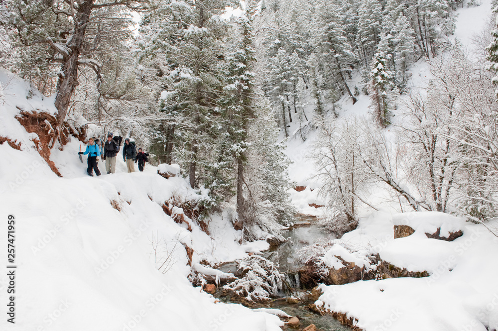front to back) Jill Baker, Matt Conn, Thom Allen, and Annette Maza backpack  along a snowy trail above a stream after a night of winter camping in  Diamond Fork, Springville, Utah. Stock