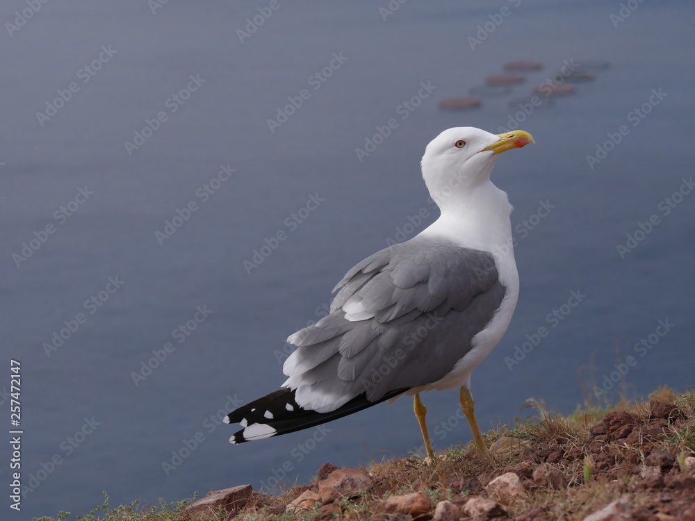 Mouette Mouette