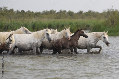 horses in the water