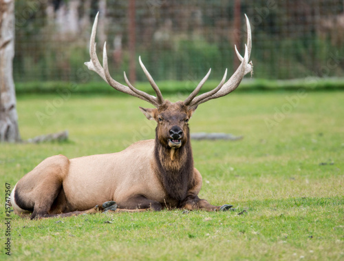 A bull Elk lies around in green grass.