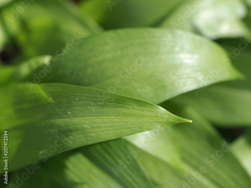 Macro of wild garlic plants