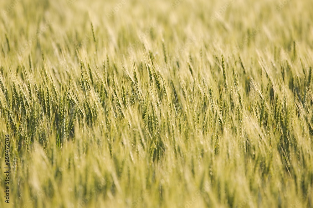 Wheat field closeup Wheat field closeup