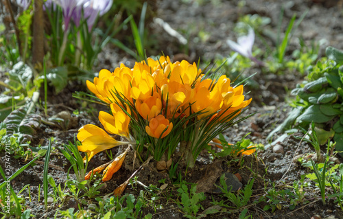 Beautiful small and colorful spring flowers on a sunny day.