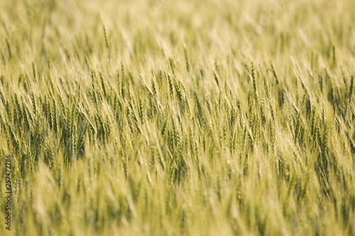 Wheat field closeup © Gudellaphoto
