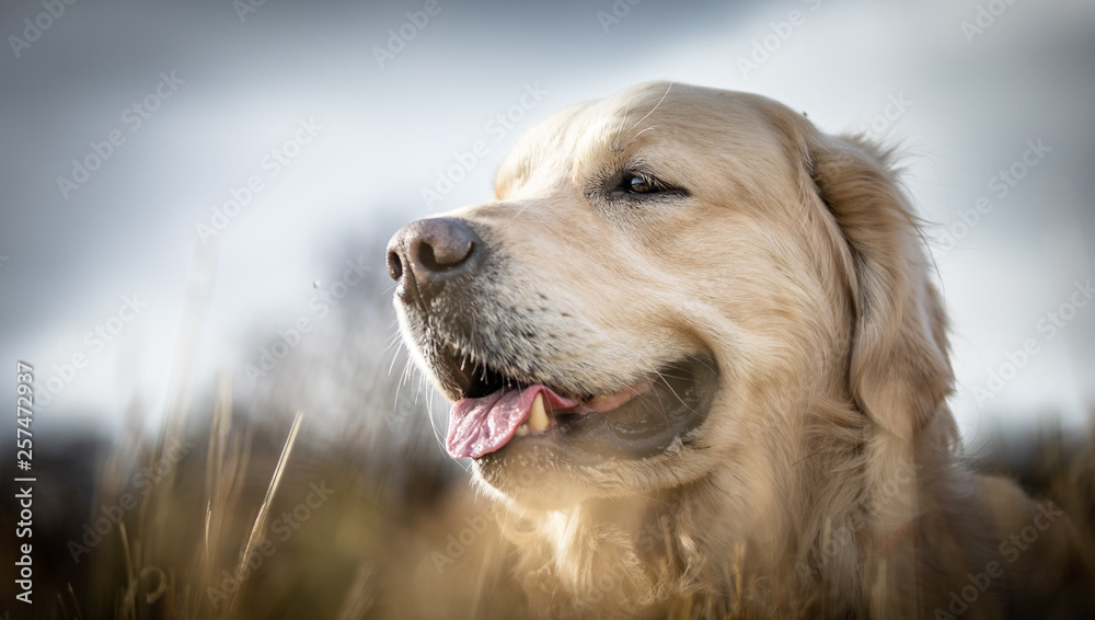 custom made wallpaper toronto digitalThe Golden Retriever