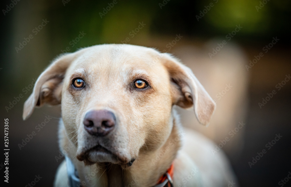 The Golden Labrador The Golden Labrador