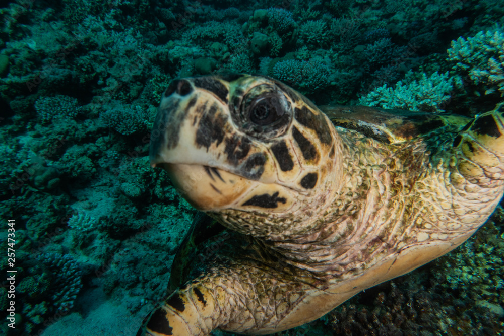 Obraz premium Hawksbill sea turtle in the Red Sea, dahab, blue lagoon sinai