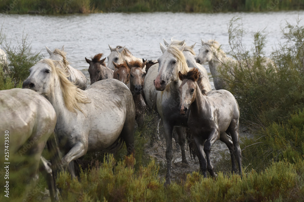 Obraz premium wild horses