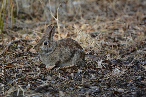 Bunny Rabbit 